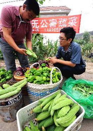 國慶期間農(nóng)副產(chǎn)品供應(yīng)充足，市場價(jià)格總體穩(wěn)定
